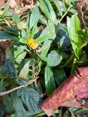 Chauliognathus missionum