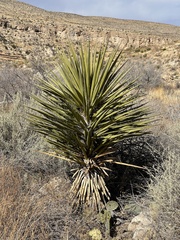 Yucca faxoniana