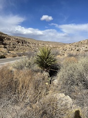 Yucca faxoniana