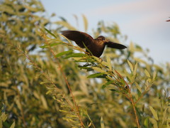 Agelaius phoeniceus