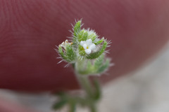 Pectocarya heterocarpa