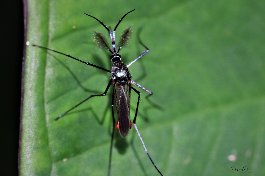Toxorhynchites haemorrhoidalis