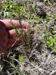 Muhlenbergia utilis