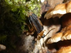 Ischalia costata