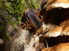 Ischalia costata