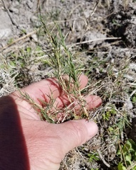 Muhlenbergia utilis