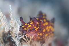 Plocamopherus ocellatus