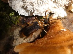 Ischalia costata
