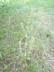 Dracocephalum thymiflorum