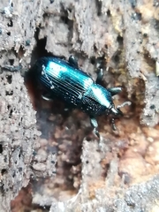 Aulacobaris