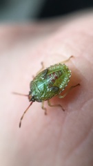 Sinopla perpunctatus