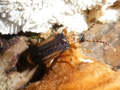 Ischalia costata