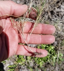 Muhlenbergia utilis
