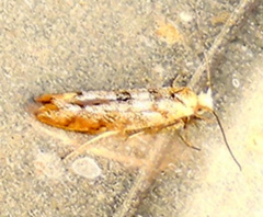 Argyresthia alternatella