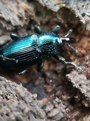 Aulacobaris