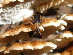 Ischalia costata