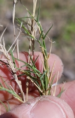 Muhlenbergia utilis