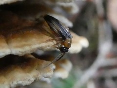 Ischalia costata