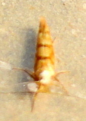 Argyresthia alternatella
