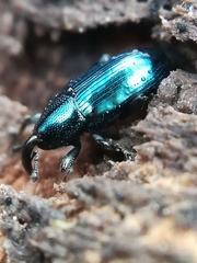 Aulacobaris