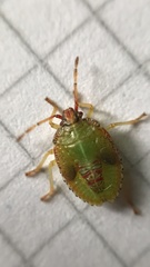 Sinopla perpunctatus