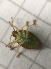 Sinopla perpunctatus