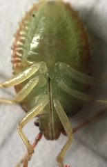 Sinopla perpunctatus