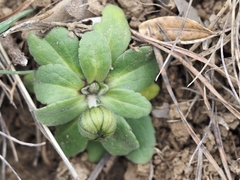 Bellis pappulosa