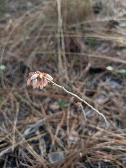 Vaccinium tenellum