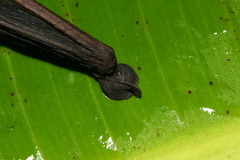 Eastern Sucker-Footed Bat photo 2