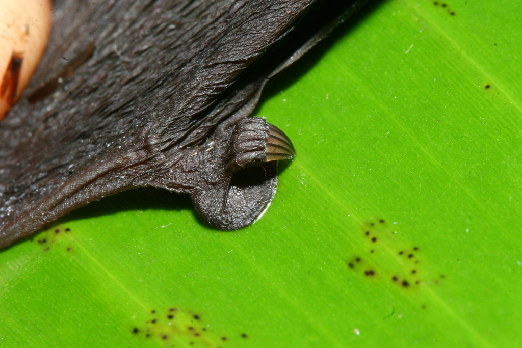 Eastern Sucker-footed Bat (Myzopoda aurita) - Know Your Mammals