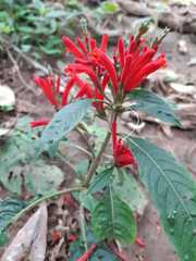 Aphelandra longiflora