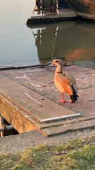 Alopochen aegyptiaca