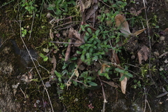Cerastium