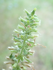 Dracocephalum thymiflorum
