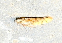 Argyresthia alternatella