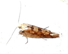 Argyresthia alternatella