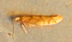 Argyresthia alternatella