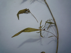 Rumex acetosella acetoselloides