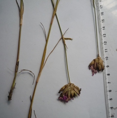 Dianthus polymorphus