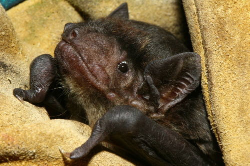 Robust House Bat (Scotophilus robustus) — Least Concern Mammalia