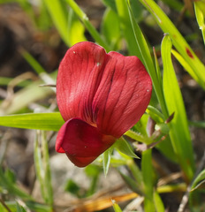 Lathyrus pseudocicera