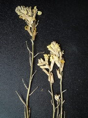 Erysimum canum