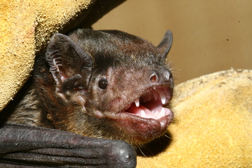 Robust House Bat