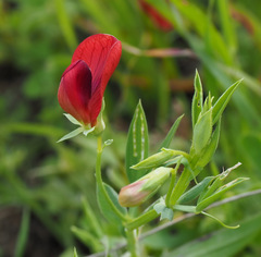 Lathyrus pseudocicera