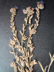 Anchusa gmelinii