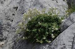 Potentilla alchimilloides