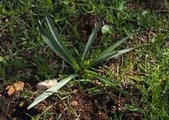 Colchicum hierosolymitanum
