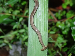 Bipalium kewense