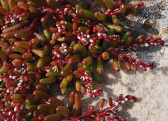 Sedum microcarpum